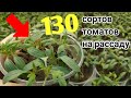 Как ПОСЕЯТЬ 130 сортов ТОМАТОВ 🍅? Посев, первые всходы.