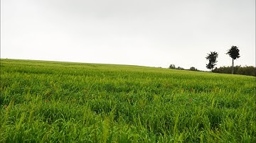 سورة مريم - عبد الحميد احساين