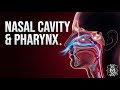 MASTERING HUMAN ANATOMY: THE NASAL CAVITY, PHARYNX, AND SINUSES EXPLAINED
