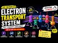 Electron Transport System (ETS) Explained ⚡ | Cellular Respiration
