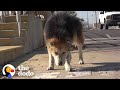 Senior Dog Turns Into Puppy Again Once Rescued | The Dodo