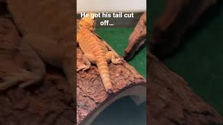Spike’s tail got amputated…