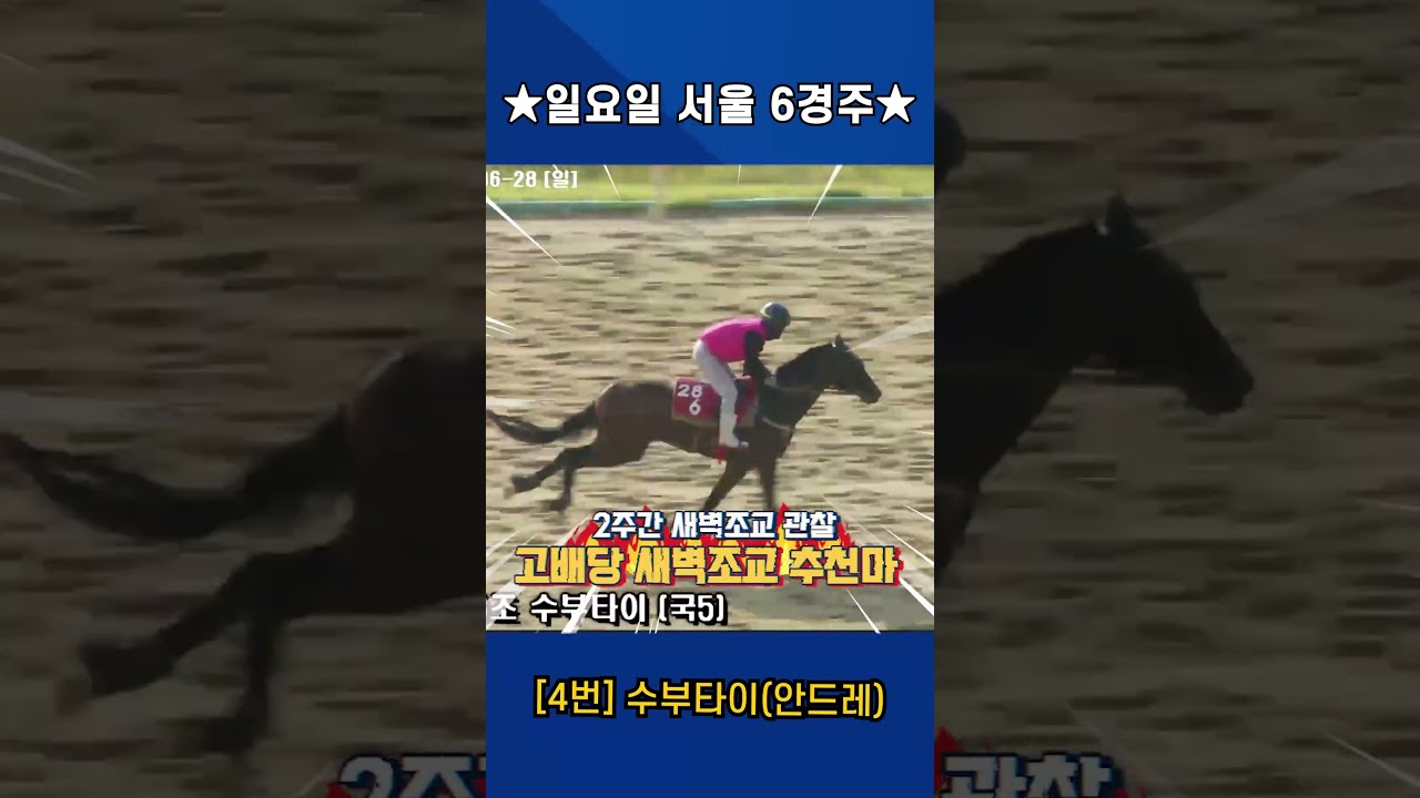 7월5일 일요일 서울 6경주!! 2주간 훈련보인 강백호의 새벽조교 쏘스마!!