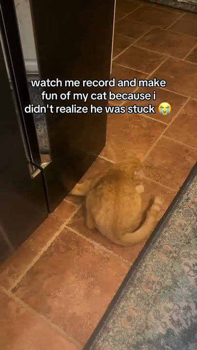 he's okay guys #catoftheday #cat #kitty #kitten #catlovers #cutecat @dogwithabirdatyourdoorr