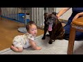 ジト目で赤ちゃんを狙う犬。