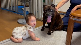 ジト目で赤ちゃんを狙う犬。