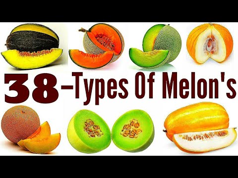 Video: Sorter og typer af melon: foto og beskrivelse