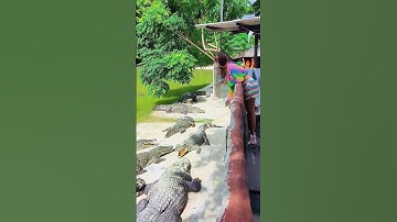 Feeding Time With Giant Crocodiles 🐊 | Extreme Close-Up Encounter at the Crocodile Park!