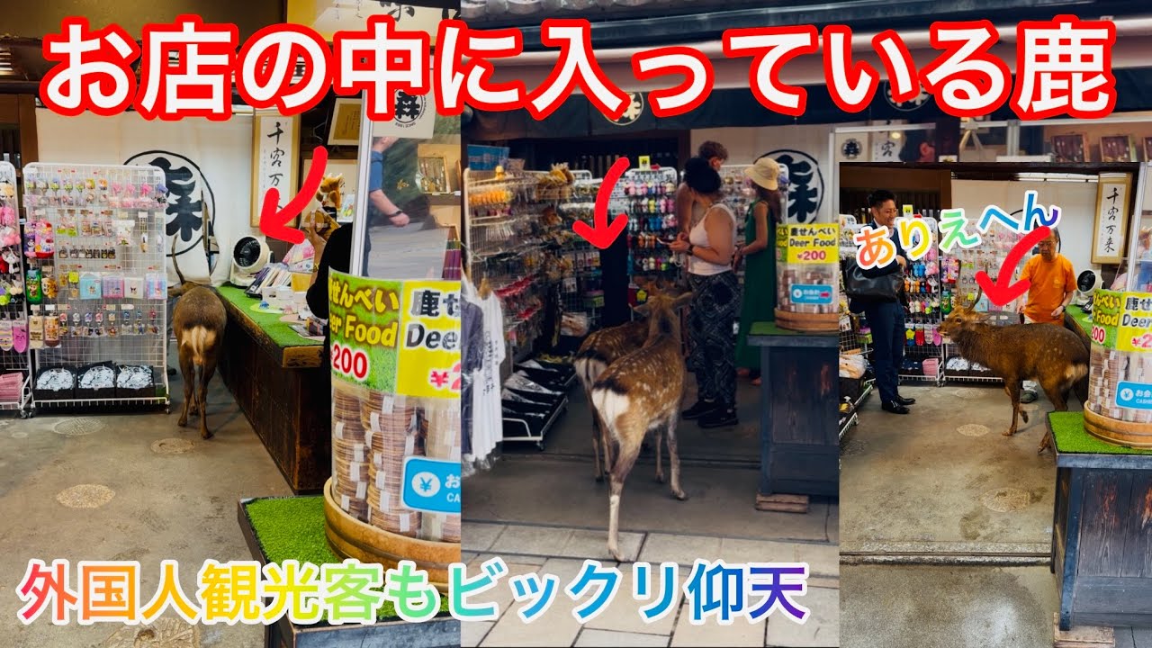 日本だけ】お店の中に入っている鹿さんありえへん外国人観光客も