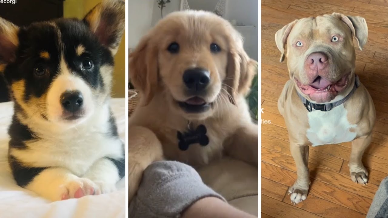 Funniest DOGS that will make you LAUGH! 🐶 Best Dog Videos 😂 You'll Never Get Tired Watching 🐶