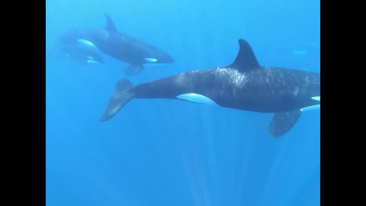 Snorkeling with Orcas Sea of Cortez YouTube