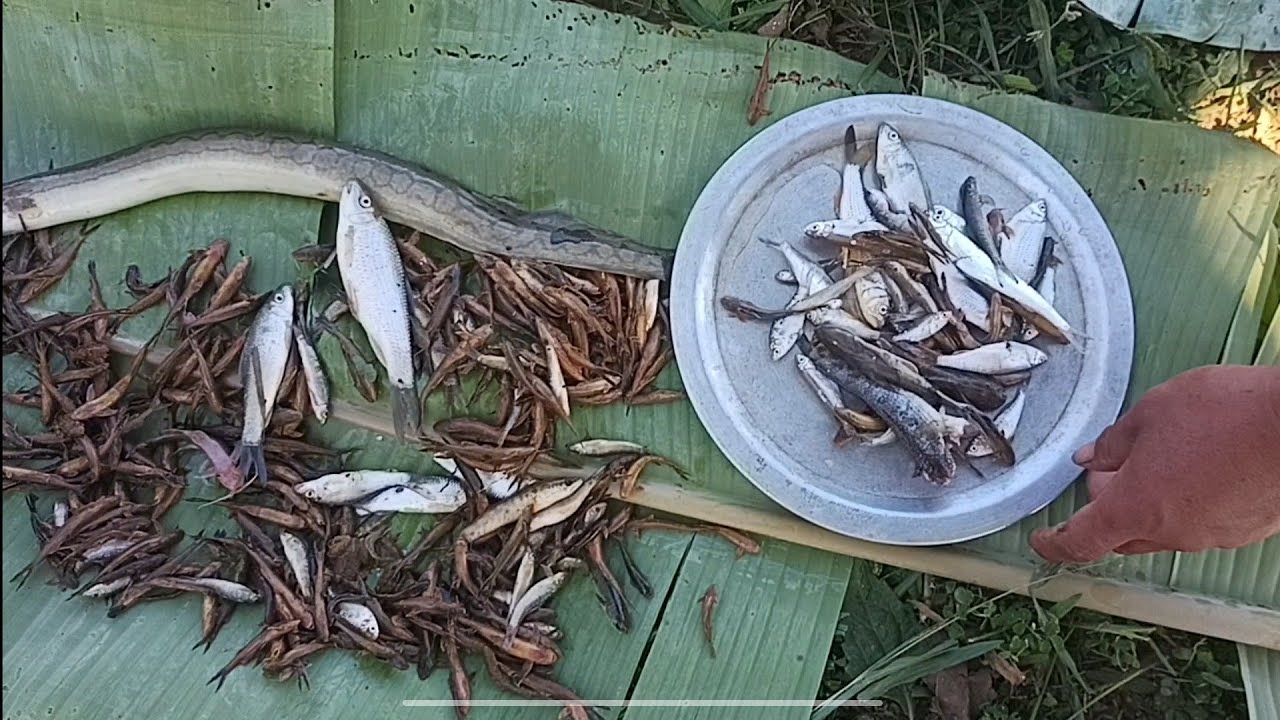 Fishing with friends see how much We get fish 🐠 🐟 Group PORK mukbang 