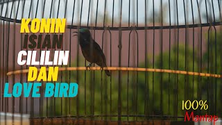 KOLIBRI NINJA ISIAN CILILIN DAN LOVE BIRD NGEKEK