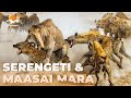 SERENGETI MAASAI MARA The Untamed Kingdom Of Africa S Predators Wildlife Documentary SERENGETI MAASAI MARA The Untamed Kingdom Of Africa S Predators Wildlife Documentary