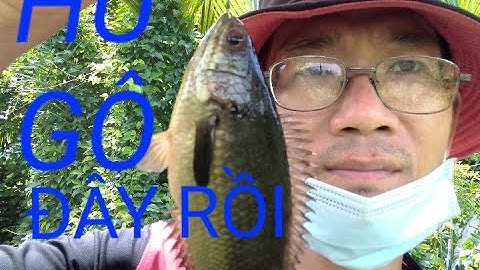 câu cá rô đồng ở con kênh lục bình toàn hugô Trung Miền Tây T2