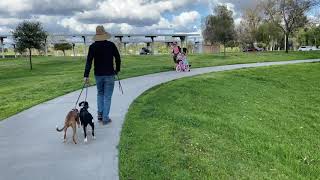 Walking at Kit Carson with Kaya & Lilu by Intelligent K9 Dog Training 69 views 4 years ago 1 minute, 6 seconds