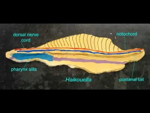 Video: Čo je sub notochordálna tyč?