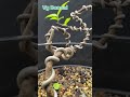 Program Bonsai Anting Putri dengan liukan Extrem #art #bonsai  #indonesia