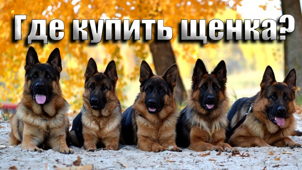 Собака Немецкая Овчарка Фото Цена Щенка