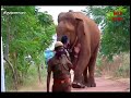 chinnathambi elephant | கும்கியுடன் சின்னதம்பி குதுகல விளையாட்டு நேரடி காட்சி.