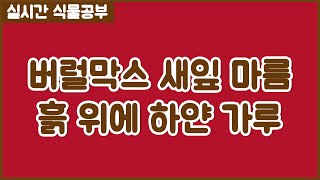 식물공부 5회 - 버럴막스 새잎 마름, 흙 위에 하얀가루