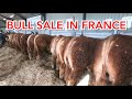 BULL SALE IN RURAL FRANCE