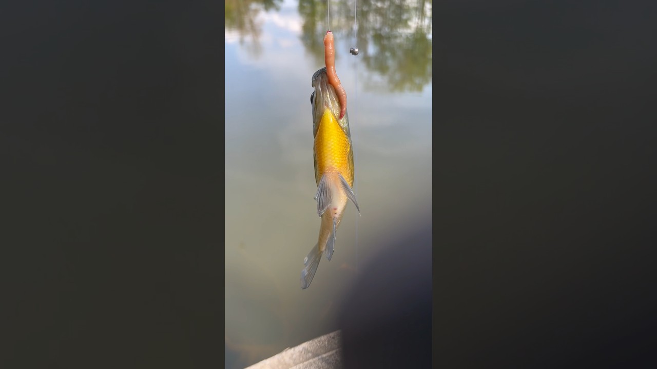 A SUNFISH Full Of SUNSHINE! 