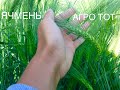 Наш лучший ячмень двуручка 2020 в колосе второй сезон АГРО ТОТ