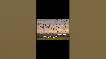 #القرآن_الكريم #اكسبلور #تلاوة_خاشعة #ياسر_الدوسري #ماهر_المعيقلي #راحة_نفسية #المصحف #علي_جابر