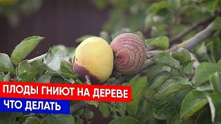 ПЛОДЫ ГНИЮТ НА ДЕРЕВЕ - ЧТО ДЕЛАТЬ