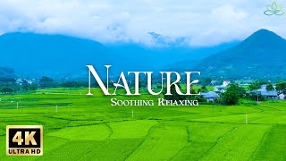 Relaxing Piano Music with 4K Stunning Nature Views - Healing Spring Sounds for Soul & Mind