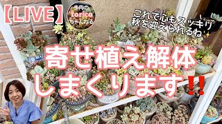 【LIVE】寄せ植え解体しまくります‼️