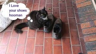 Luna is OBSESSED with Her Hoomans Shoes! | Funniest & cutest cat ever!