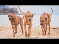 What Does A Rhodesian Ridgeback Look Like?