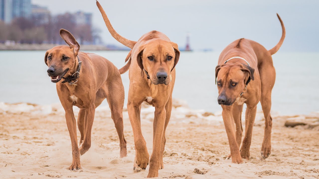 rhodesian ridgeback in action