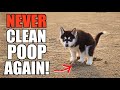 How To Potty Train ANY SIBERIAN HUSKY PUPPY! (STOP Pooping/Peeing Inside FOREVER!)