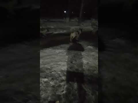 СОБАЧЬЯ СВАДЬБА!