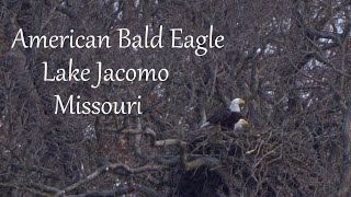 American Bald Eagles at Lake Jacomo, Missouri by Dennis Schuller jr 63 views 3 months ago 3 minutes, 17 seconds