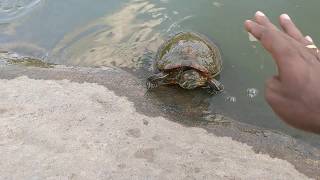 Kids Love Tortoise | Central Park, New York