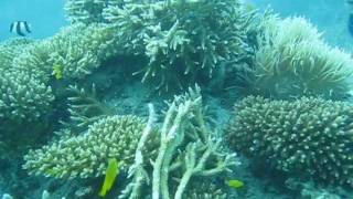 沖縄　石垣島　ダイビング　DiCAPacα-ディカパック アルファ