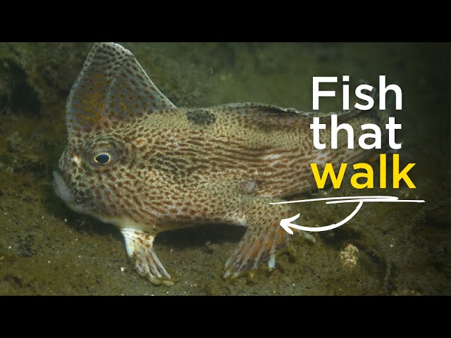 Fish that walk (1999) - YouTube