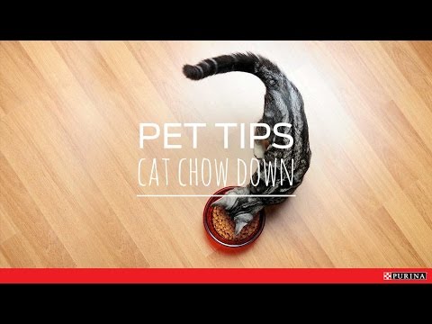 Cat Chow Down - Purina