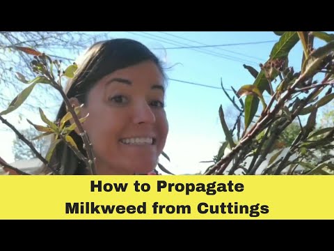 Video: Förökning Av Milkweed: Hur Man Förökar Det Med Frön Hemma? Hur Rotar Man En Inomhusblomstjälk?