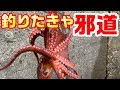 【邪道タコエギ釣り】タコが釣れなきゃコレで差をつけろ！！　～東京湾・内房マダコ釣り～