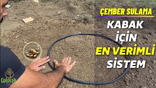 Çember Damlama Sulama Sistemi Ile Kabak En Iyi Verim Almak Çok Kolay %100