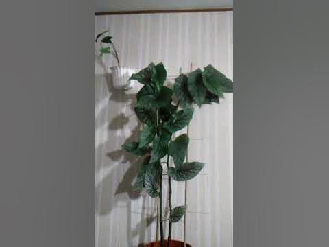 #Вазонок бегонія кораллова - YouTube