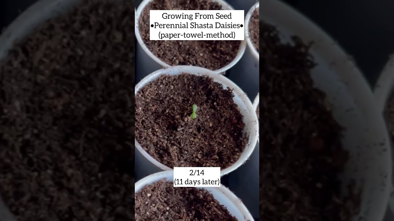 Growing Perennial Shasta Daisies From Seed With Updates Crochet Garden Repeat