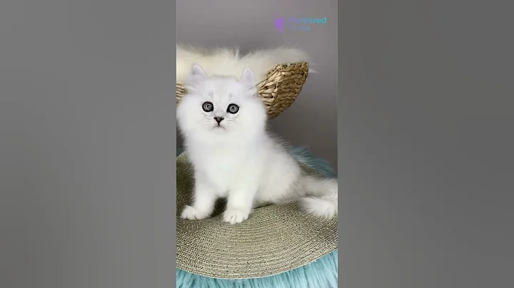 Video 9999341: british longhair black kitten, british longhair male kitten, shaded british longhair, british longhair silver, britishlonghair, kittens rare
