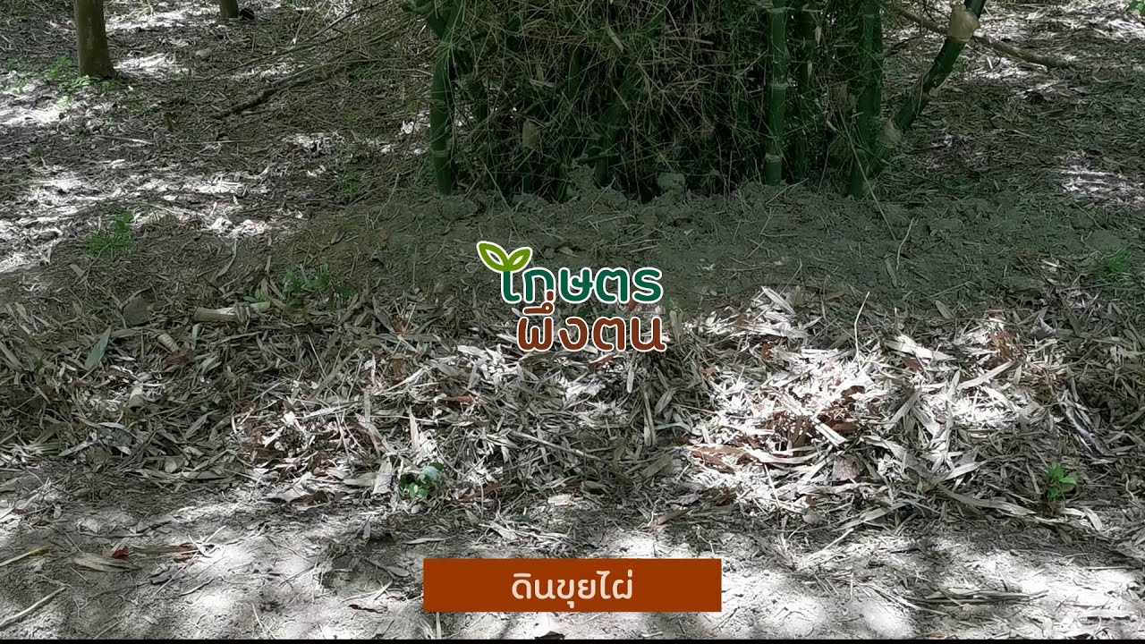 เกษตรพึ่งตน : ดินขุยไผ่