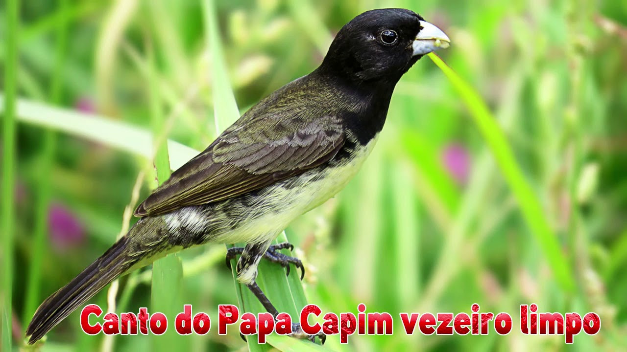 CANTO DO PAPA CAPIM VEZEIRO LIMPO 🐤 🐤 🐥 🐥 